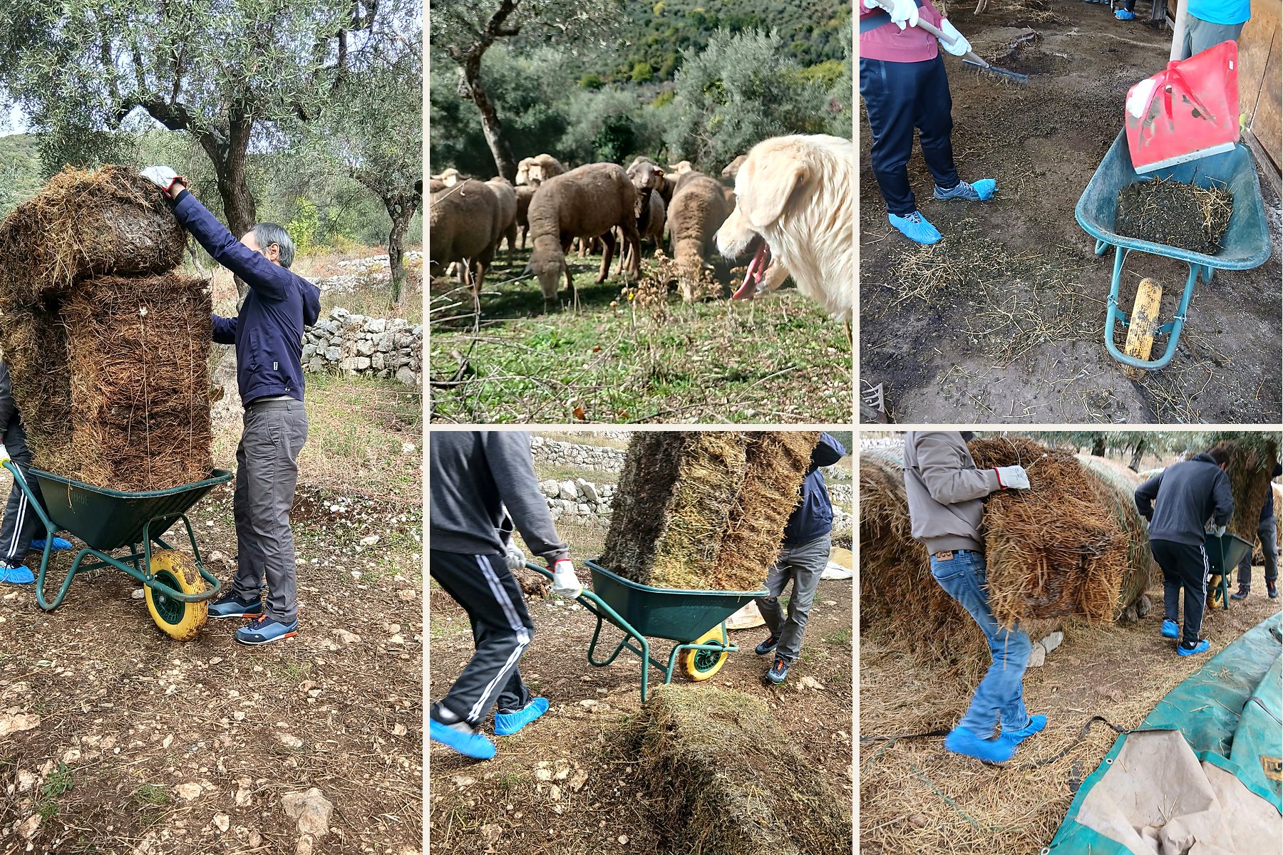 Team building all'aperto a Controra: colleghi che spostano balle di fieno con la carriola tra gli ulivi, con le pecore e il cane da pastore